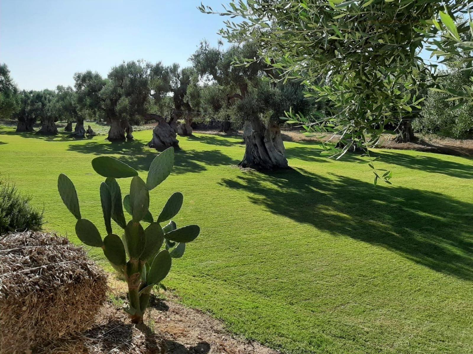 Masseria Anticalama Resort & Agriturismo Fasano Esterno foto